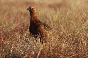 Red Grouse