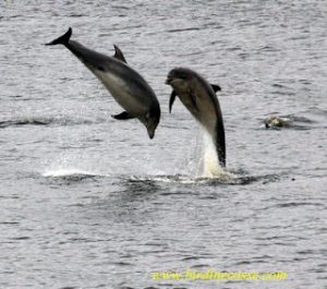 Dolphins
