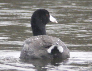 American Coot Showing the white undertail coverts