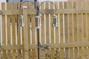 Some of the Goldfinches at the new garden feeders.