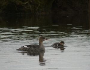 Red Breasted Merganser and Cute Chick.
