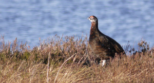 Red Grouse thinking it's a Ptarmigan, (leucistic face)