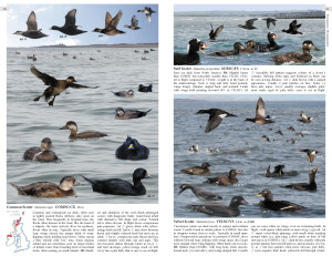 Scoters double page