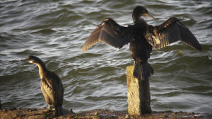 cormorant and shag