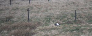 Female Black Grouse on fence post