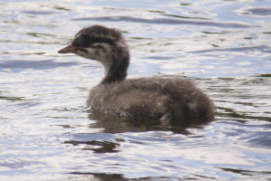 Hungry Slavonian Grebe chick.