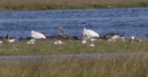A closer view of the Spoonbill blobs (now two as one had disappeared behind the shingle ridge
