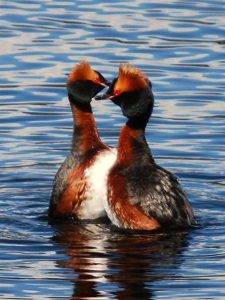 Slavonian Grebe