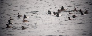 Scaup males and females