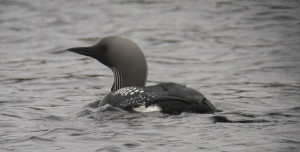 A stunning Black Throated Diver
