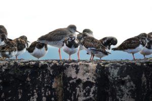 Smart looking turnstones with Redshanks at roost.