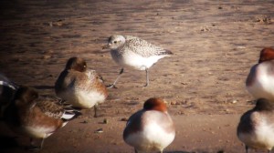 Grey Plover with Wigeon
