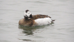 Long Tailed Duck (female)