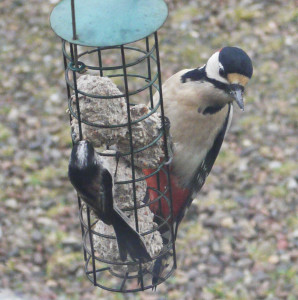 Lynda's idea of heaven, Great Spotted Woodpecker and Long Tailed Tit together!