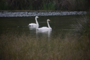 Summer Whooper Swan!