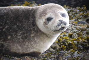 The "awwwwww" factor a smiling Common Seal!