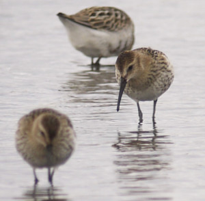 Nice little group of Dunlin showing the very narrrow depth of field when digiscoping